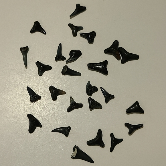 Fossilized Shaeks Teeth 25 - Picture 2 of 6